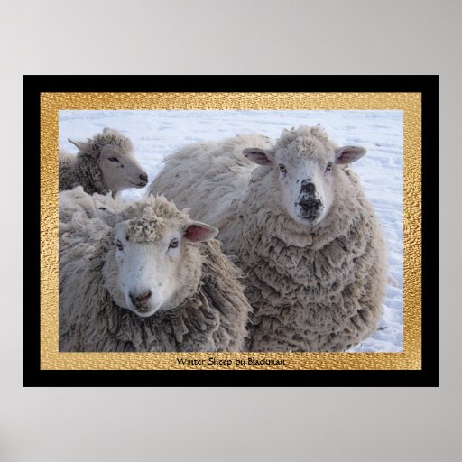Winter Sheep Print