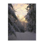 Winter Sky Postcard