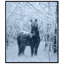 Winter snow horse t-shirts
