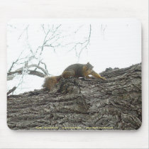 Winter Squirrel Mousepad by darenw5 Winter Squirrel Mousepad
