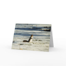 "Winter Squirrel" Wildlife Photo Greetig Card