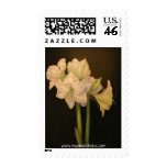 white, amaryllis