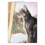 "Winter Sun" Blue Abyssinian Cards