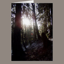 Winter Sunrays #16 cards