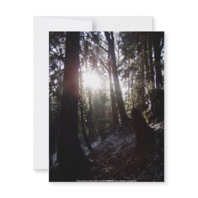 Winter Sunrays #16 Invitations by dlmtleArt