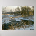 Winter Sunrise posters