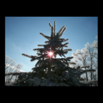Winter Time Blue Spruce posters