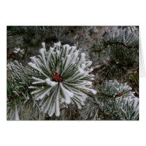 Winter Time In Slovakia 3 cards by lifesphere Winter Time In Slovakia 3 cards