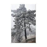 Winter tree stretched canvas prints