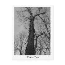 Winter Tree postcards