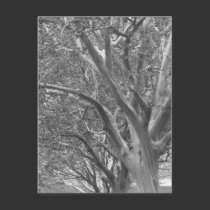 Winter Tree postcards