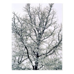 Winter Tree Postcard