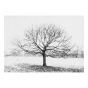 Winter Tree posters