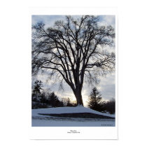 Winter Tree posters by cleverocity Winter Tree posters