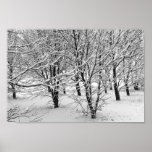 Winter Trees 16x11 Posters