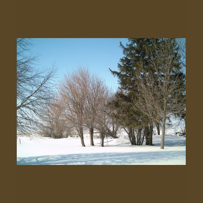 Winter Trees and Shrubs in Iowa Tee Shirts by OutdoorArt