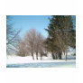 Winter Trees and Shrubs i...