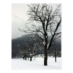 Winter trees. Arlesheim, Switzerland Postcards