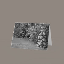 Winter Trees cards