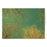 Winter Trees cards