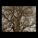 Winter Trees in Early Spring - Sepia posters