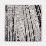Winter trees magnet