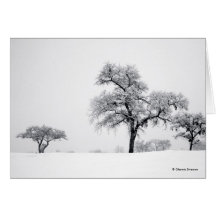 Winter Trees Note Cards