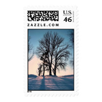 Winter trees on blue sky background stamp