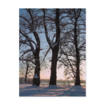 Winter trees on blue sky background postcards by patrickrp Winter trees on blue sky background postcards