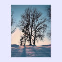 Winter trees on  blue sky background postcards