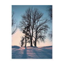 Winter trees on  blue sky background post card