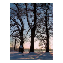 Winter trees on twilight blue sky background posters by patrickrp Winter trees on twilight blue sky background posters