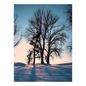 Winter trees on twilight blue sky background posters by patrickrp Winter trees on twilight blue sky background posters