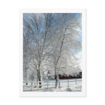 Winter trees postcards