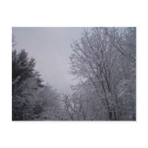 Winter Trees postcards