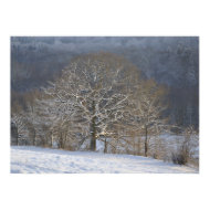 Winter trees poster print