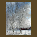 Winter trees posters by JeanC_PurpleDucky Winter trees posters