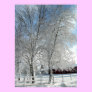 Winter trees