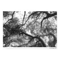 winter trees posters by culfinglin winter trees posters