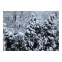 Winter Trees Poster posters