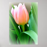 Winter Tulip Poster