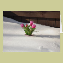 Winter Tulips in Snow Storm cards