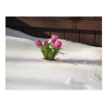 Winter Tulips in Snow Storm Postcard