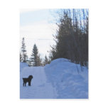 Winter Walk Postcard