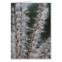 Winter Wheat 2 cards