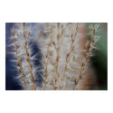 Winter Wheat 2 posters