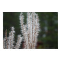 Winter Wheat 3 posters