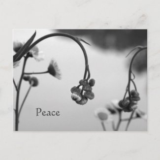 Winter Wildflower Peace Postcard