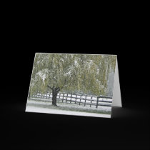 Winter Willow cards