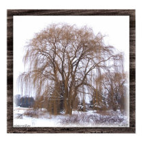 Winter Willow- Matted posters